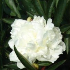 Paeonia lactiflora Duchesse De Nemours / Silkepæon