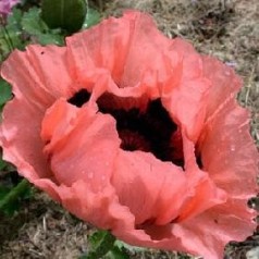 Papaver orientale Prinzessin Victoria Louise / Kæmpevalmue