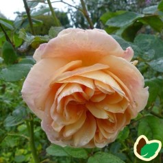 Rose Charles Austin - Engelsk Rose / Barrods