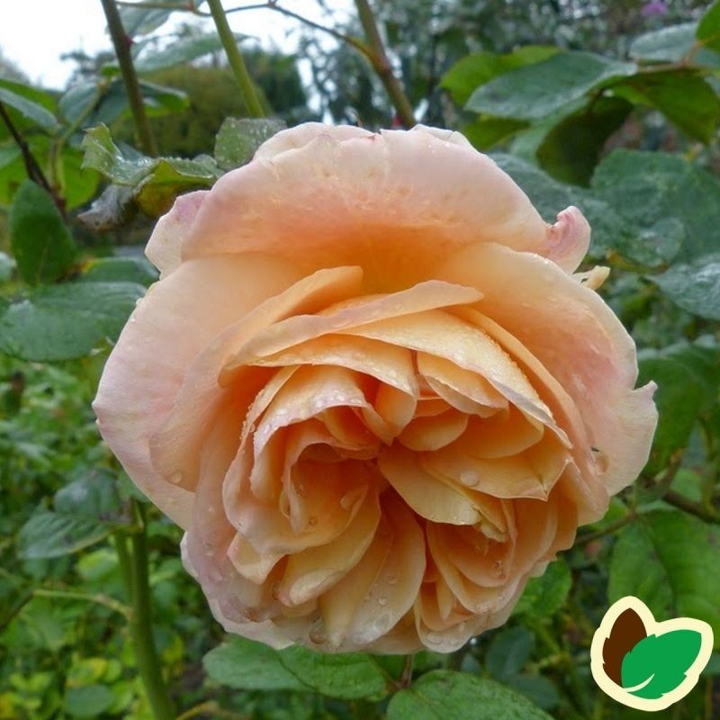 Rose Charles Austin - Engelsk Rose / Barrods