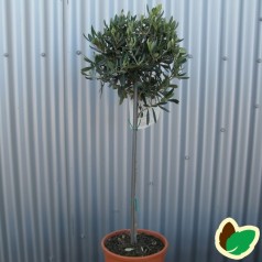 Oliventræer - Olea europaea