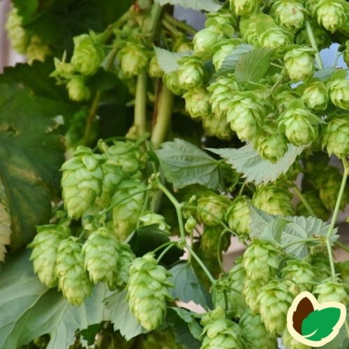 Humulus lupulus Wye Northdown - Humle - Hun plante