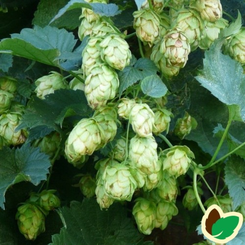 Humulus lupulus Phoenix - Humle - Hun plante