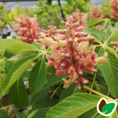 Aesculus pavia Koehnei