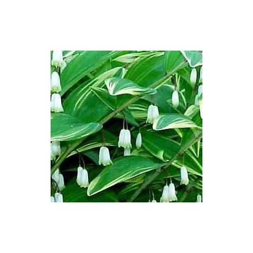 Polygonatum japonicum Variegatum / Storkonval