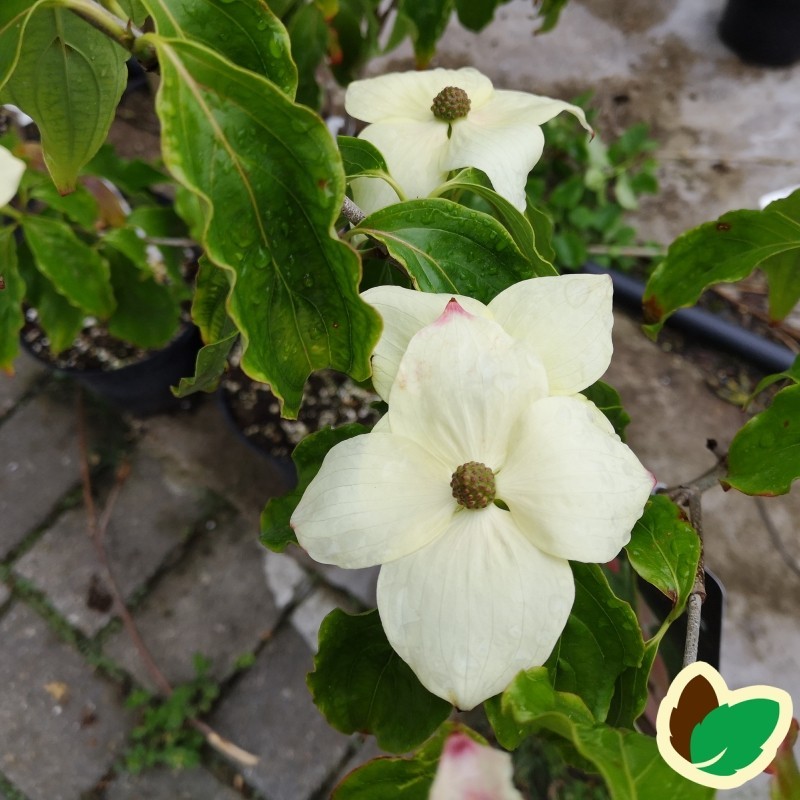 Cornus kousa Teutonia