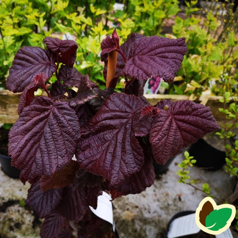 Corylus avellana Red Majestic