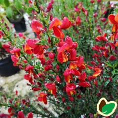 Cytisus scoparius Palette