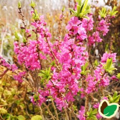 Daphne mezereum Rubra