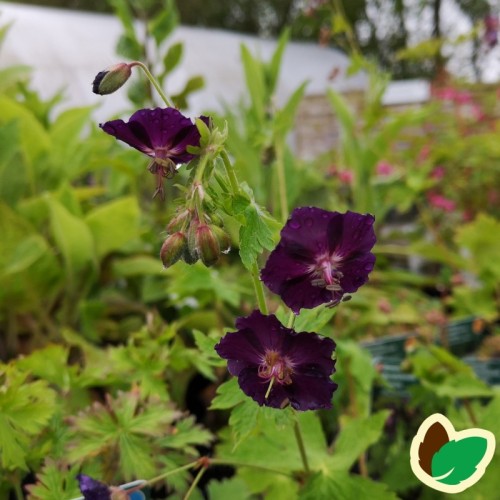 Geranium phaeum Raven