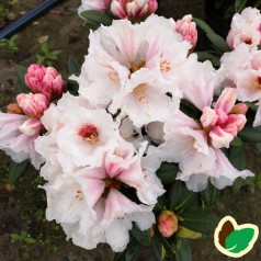 Rhododendron Yakushimanum Bohlkens Snow Fire