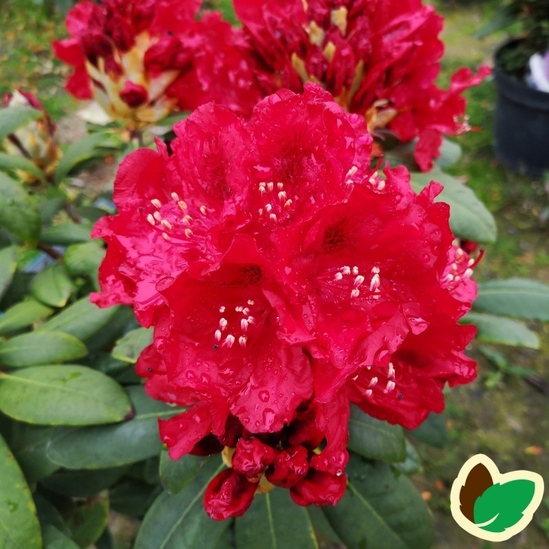 Rhododendron hybrid Erato Rhododendron hybrid Erato