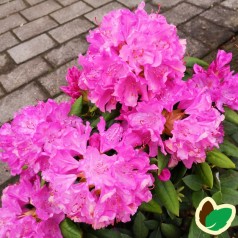 Rhododendron hybrid Roseum Elegans