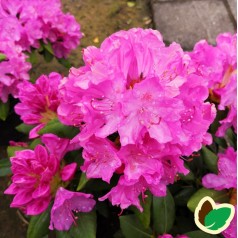 Rhododendron hybrid Roseum Elegans