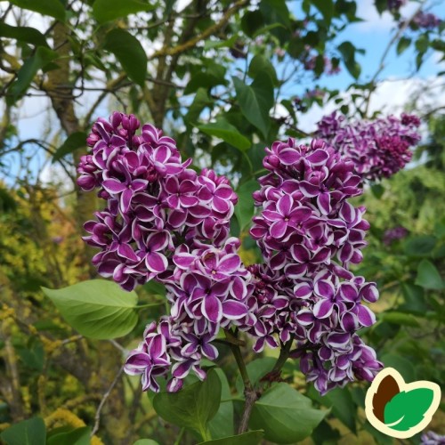 Syringa vulgaris Sensation