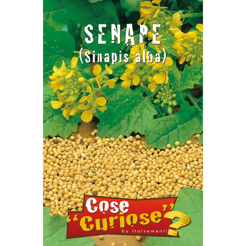 Sennep Frø - Brassica Nigra Sennep Frø - Brassica Nigra