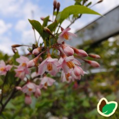 Styrax japonica Pink Chimes