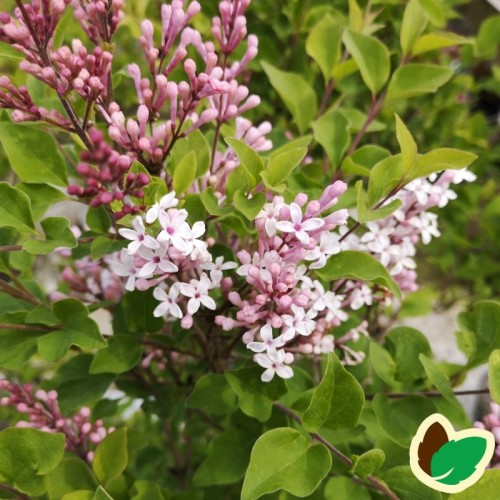 Syringa meyeri Flowerfesta White