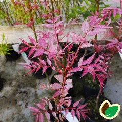 Toona sinensis Flamingo
