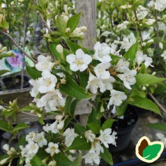 Weigela florida Candida