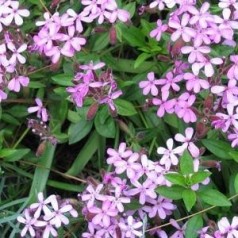 Saponaria ocymoides / Sæbeurt