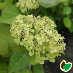 Hydrangea arborescens Lime Rickey - Træagtig Hortensia