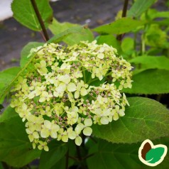 Hydrangea arborescens Lime Rickey - Træagtig Hortensia