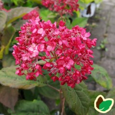 Hydrangea arborescens Ruby Annabelle - Træagtig Hortensia