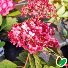 Hydrangea arborescens Ruby Annabelle - Træagtig Hortensia