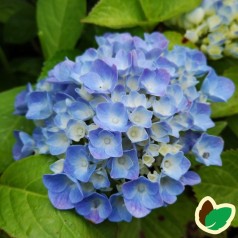 Hydrangea macrophylla Bodensee / Havehortensia