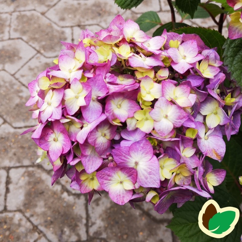 Hydrangea macrophylla Bloom Star - Hortensia Endless Summer Rosa/Lilla