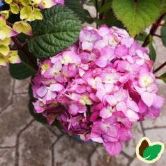 Hydrangea macrophylla Bloom Star - Hortensia Endless Summer Rosa/Lilla