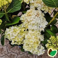 Hydrangea macrophylla The Bride - Hortensia Endless Summer Hvid