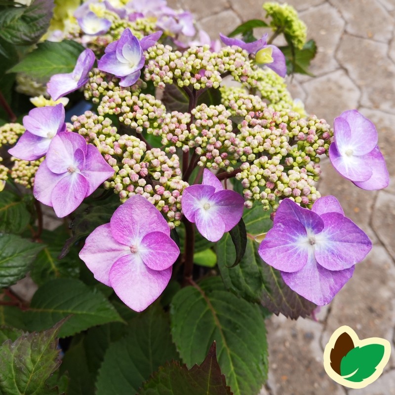 Hydrangea macrophylla Twist and Shout - Hortensia Endless Summer Rosa/Lillablå Hydrangea macrophylla Twist and Shout - Hortensia Endless Summer Rosa/Lillablå