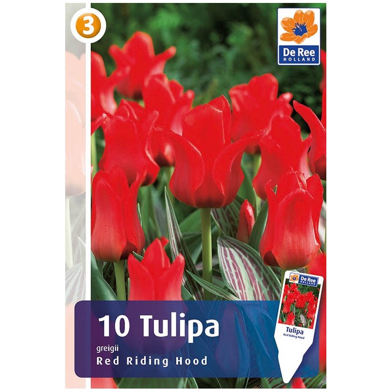 Tulipanløg Red Riding Hood - Gregii Tulipan / 10 Løg