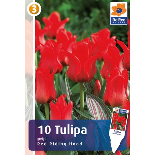 Tulipanløg Red Riding Hood - Gregii Tulipan / 10 Løg