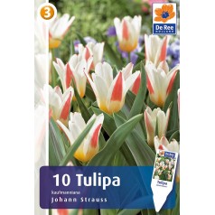 Tulipanløg - Johann Strauss / 10 Løg