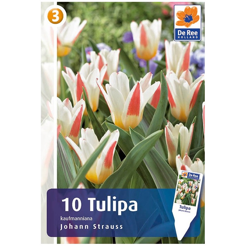 Tulipanløg - Johann Strauss / 10 Løg