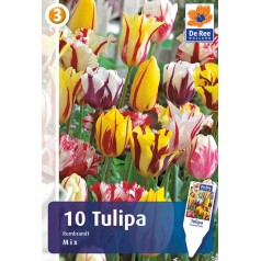 Tulipanløg - Rembrandt Mix / 10 Løg