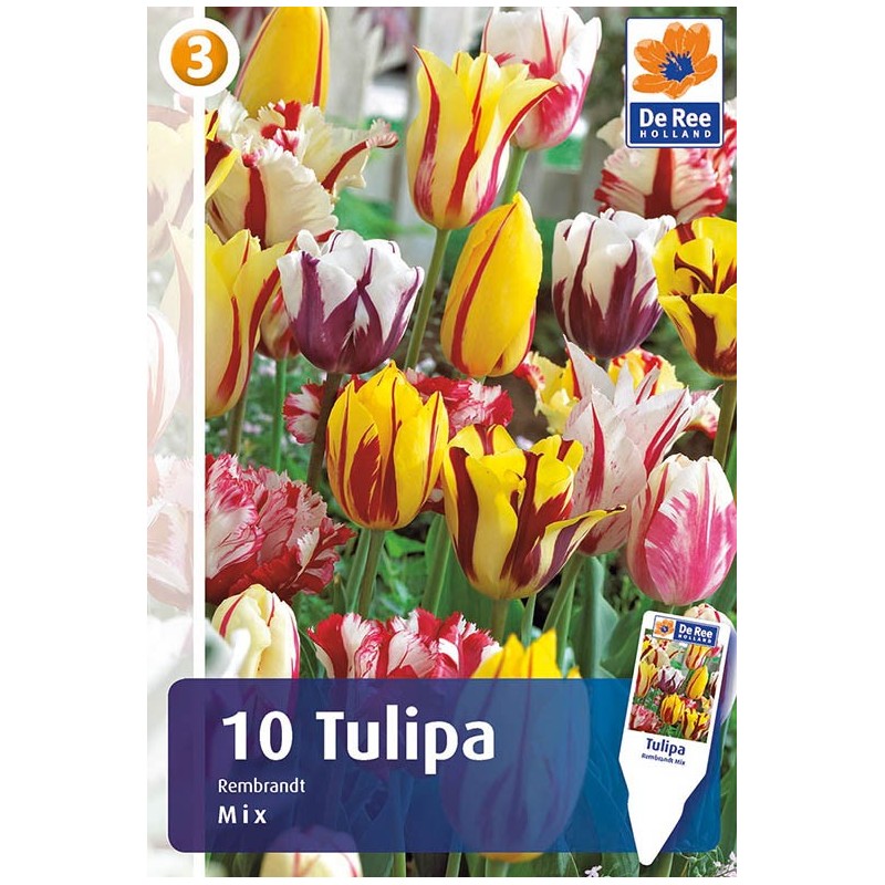 Tulipanløg - Rembrandt Mix / 10 Løg