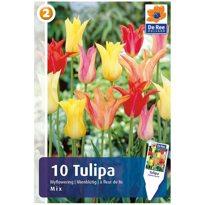 Tulipanløg - Lilyflowering Mix / 10 Løg