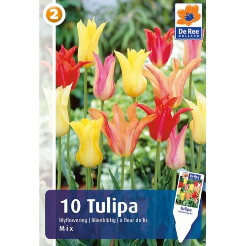 Tulipanløg - Lilyflowering Mix / 10 Løg