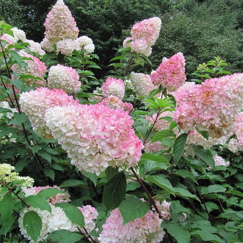 Syrenhortensia (Hydrangea 'Vanille Fraise')