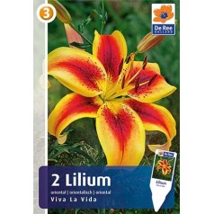 Liljeløg Viva La Vida / Lilium - 2 løg