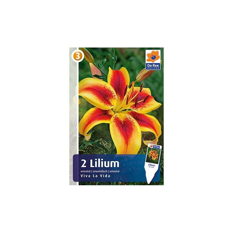 Liljeløg Viva La Vida / Lilium - 2 løg