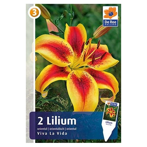 Liljeløg Viva La Vida / Lilium - 2 løg