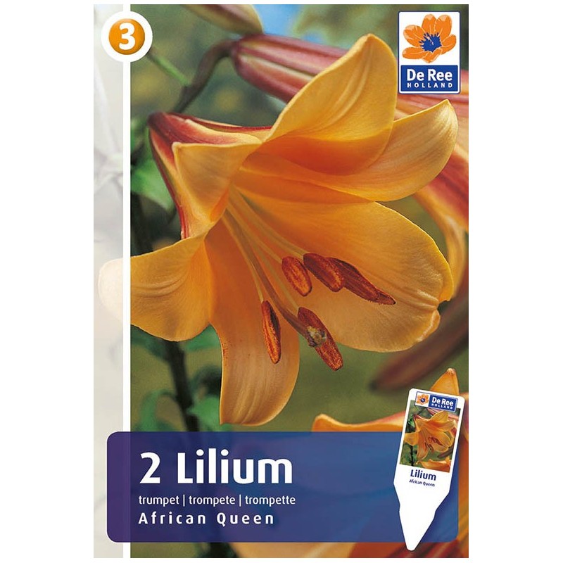 Liljeløg African Queen / Lilium - 2 løg