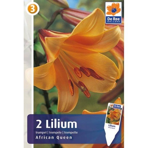 Liljeløg African Queen / Lilium - 2 løg