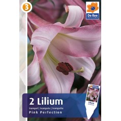 Liljeløg Pink Perfection / Lilium - 2 løg