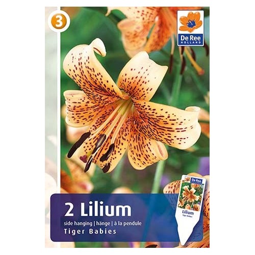 Liljeløg Tiger Babies / Lilium - 2 løg